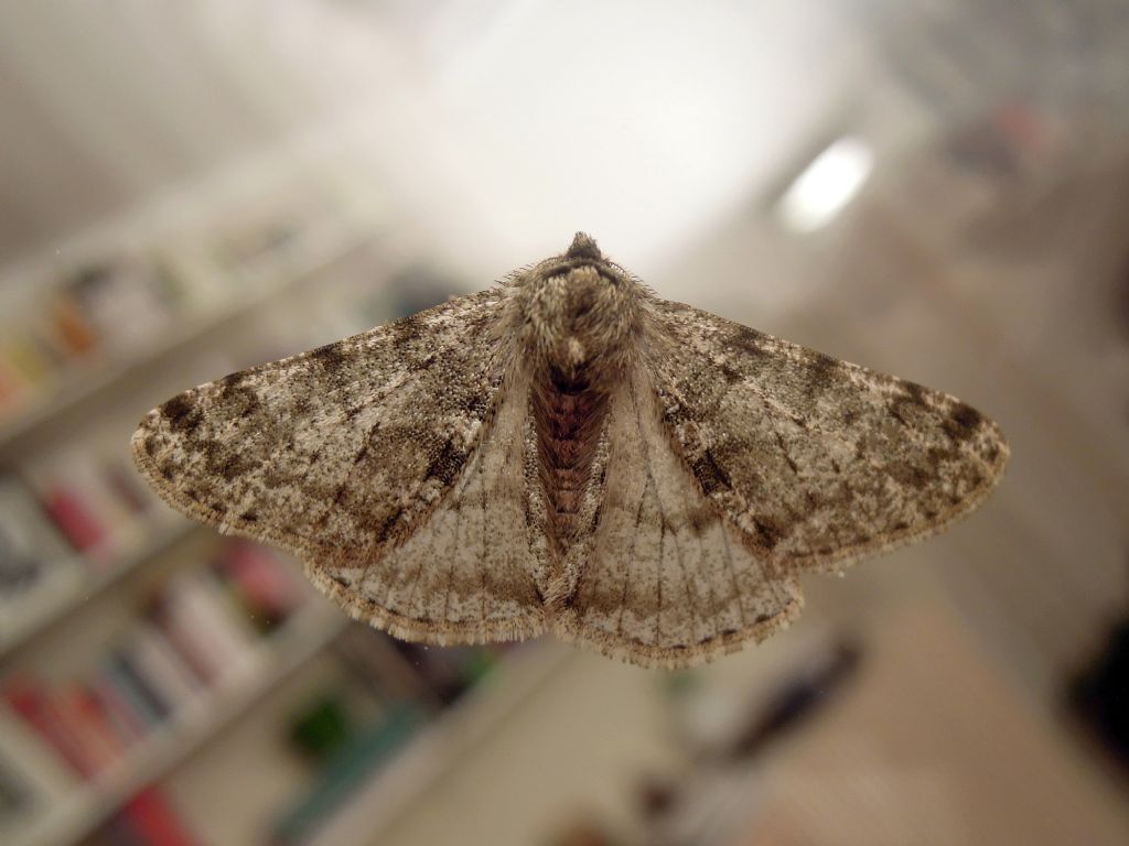 Phigalia pilosaria (Geometridae)